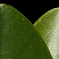 Ceriops australis (Smooth-fruited Yellow Mangrove) in Cairns<br />Canon KDX (400D) + EFS60 F2.8 + SPEEDLITE 380EX